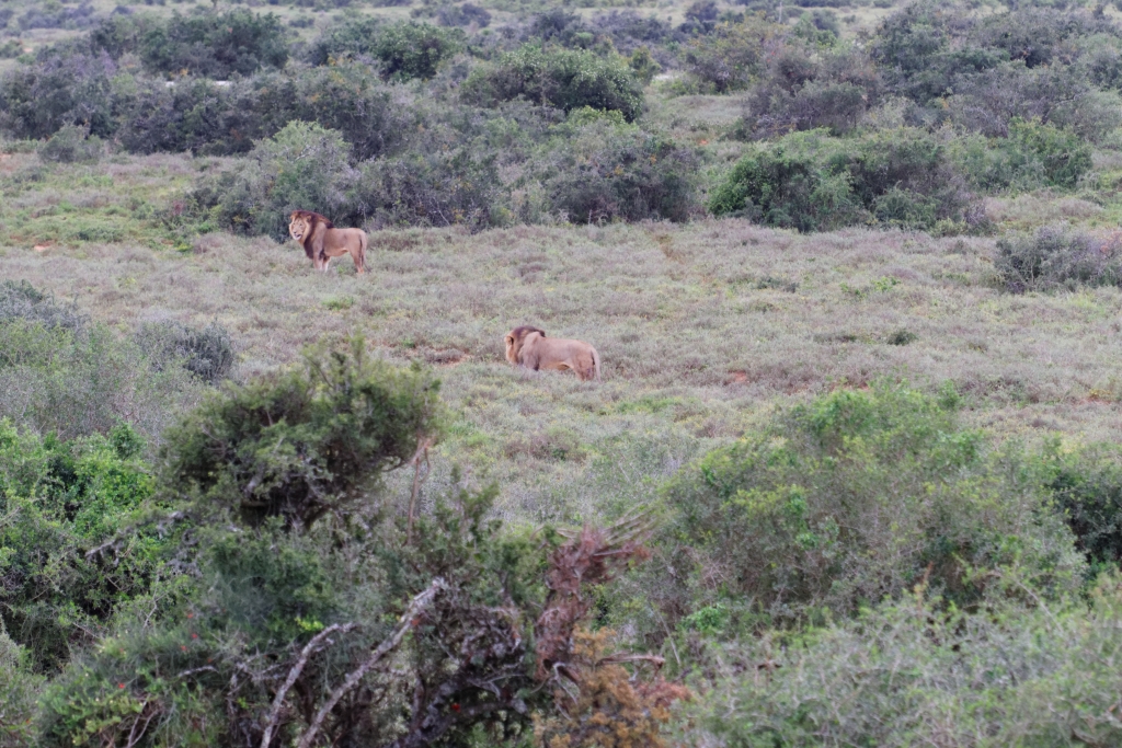 06 - Addo Elephant NP (19).jpg